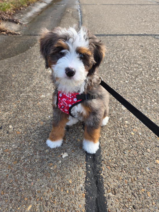 Fluffy Mini Bernedoodle Poodle Mix Pup