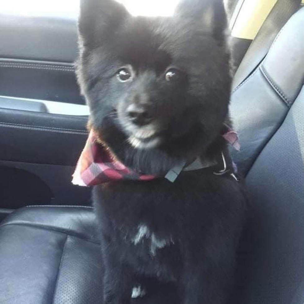 Small Pomeranian Pup