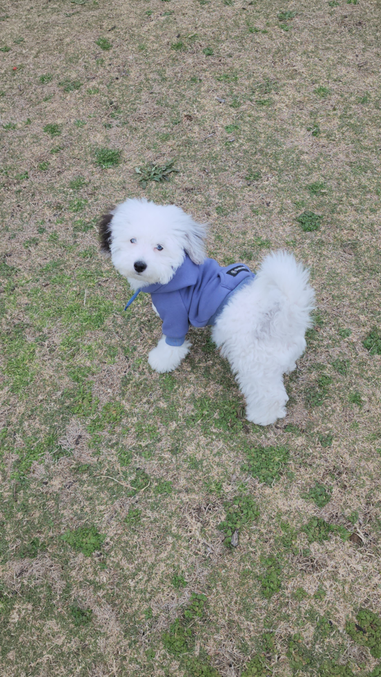 Fluffy Havapoo Poodle Mix Pup