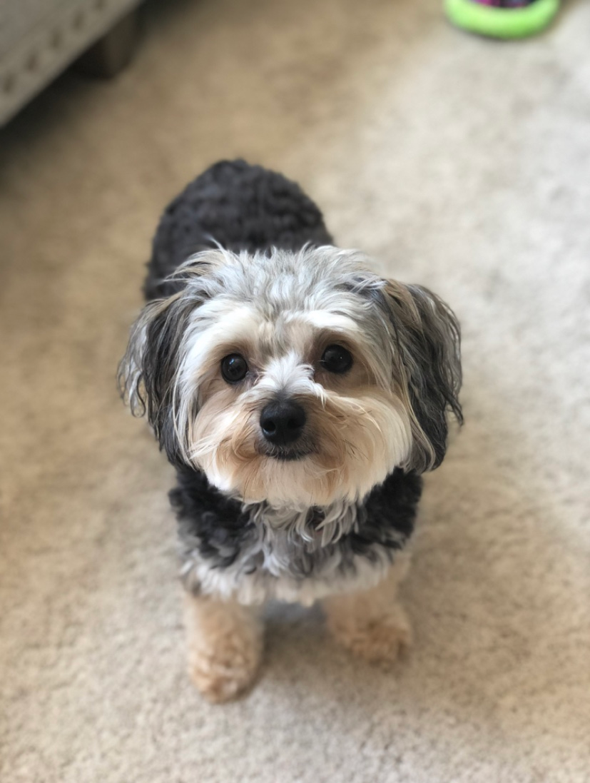 Small Morkie Baby