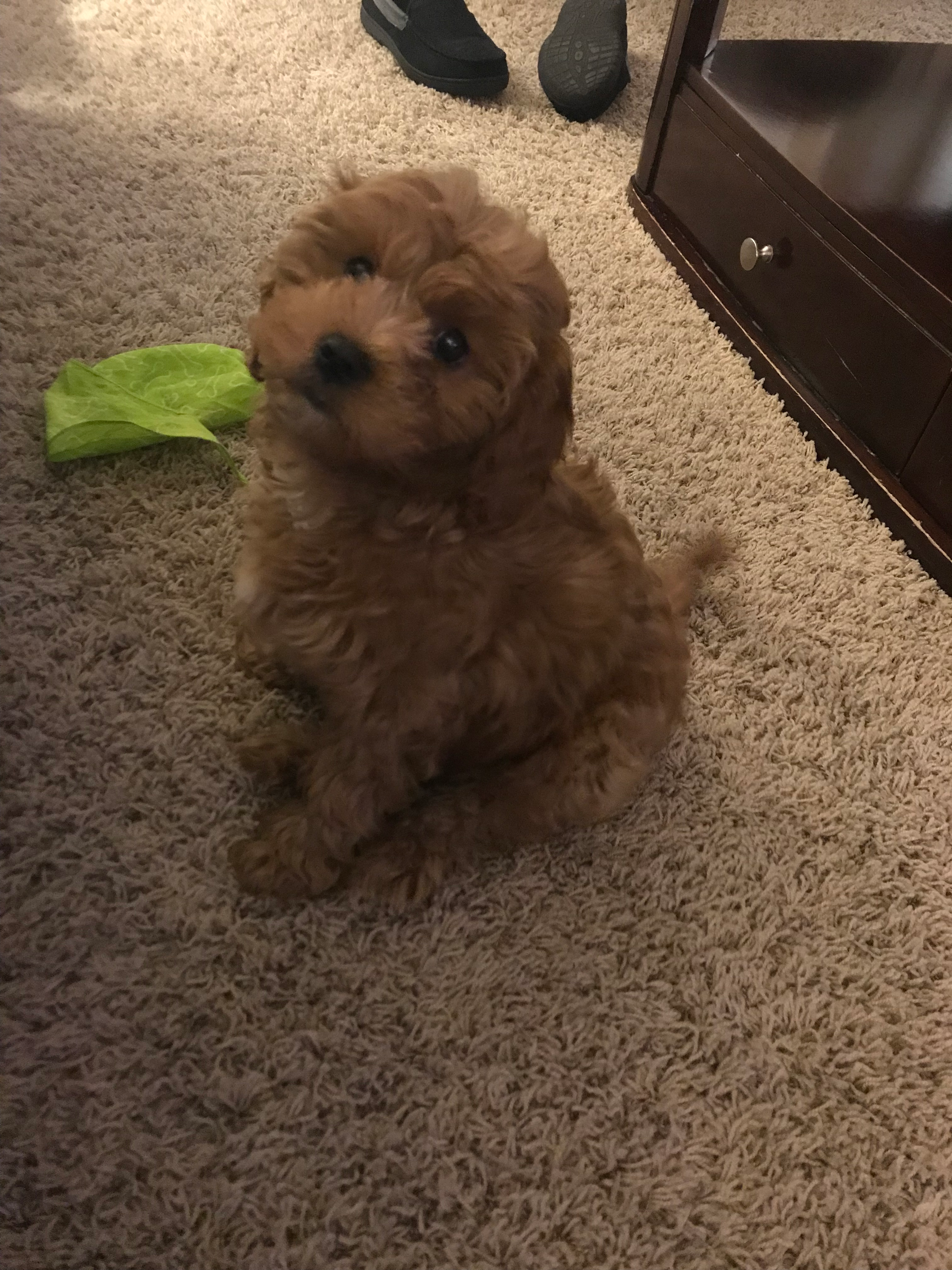 Hypoallergenic Cavoodle Poodle Mix Puppy