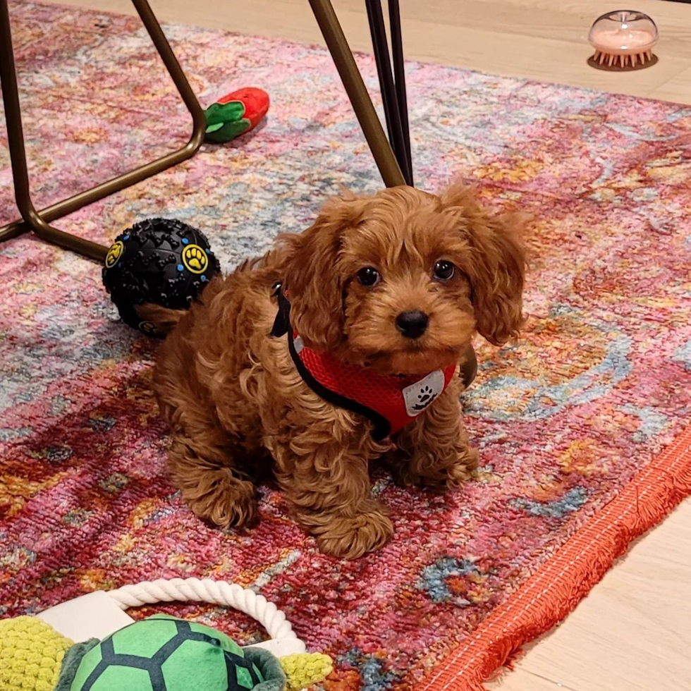 Cute Cavapoo Pup