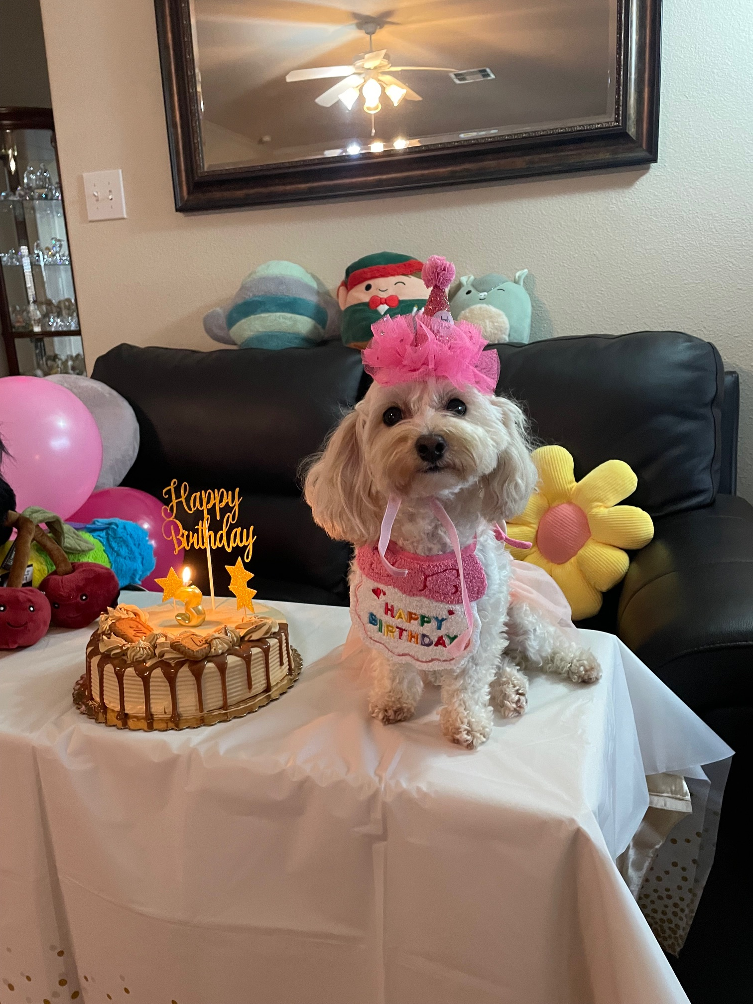Popular Maltipoo Poodle Mix Pup