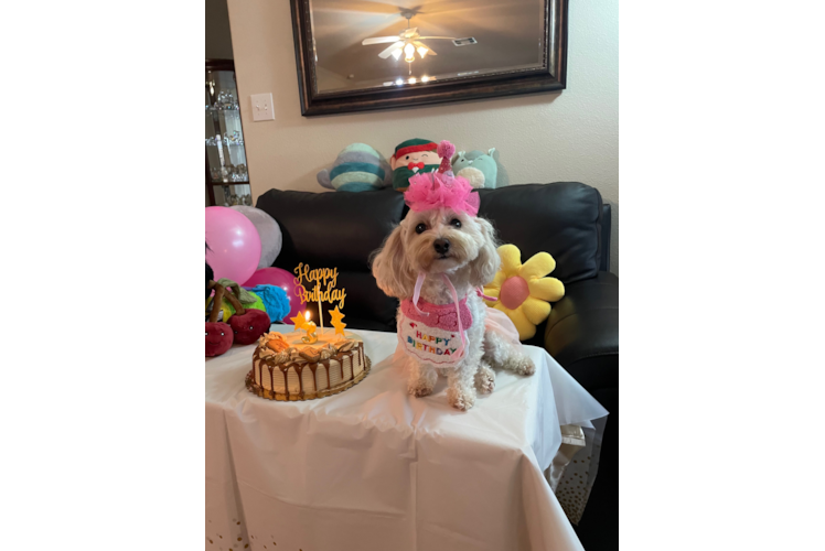 Popular Maltipoo Poodle Mix Pup