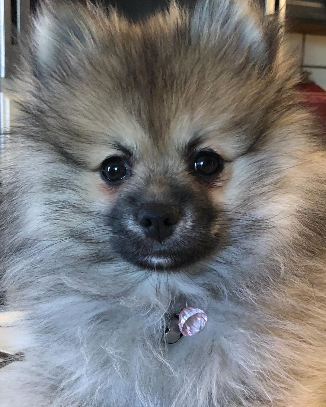 Pomeranian Puppy for Adoption
