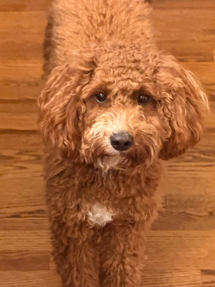 Mini Irish Doodle Pup