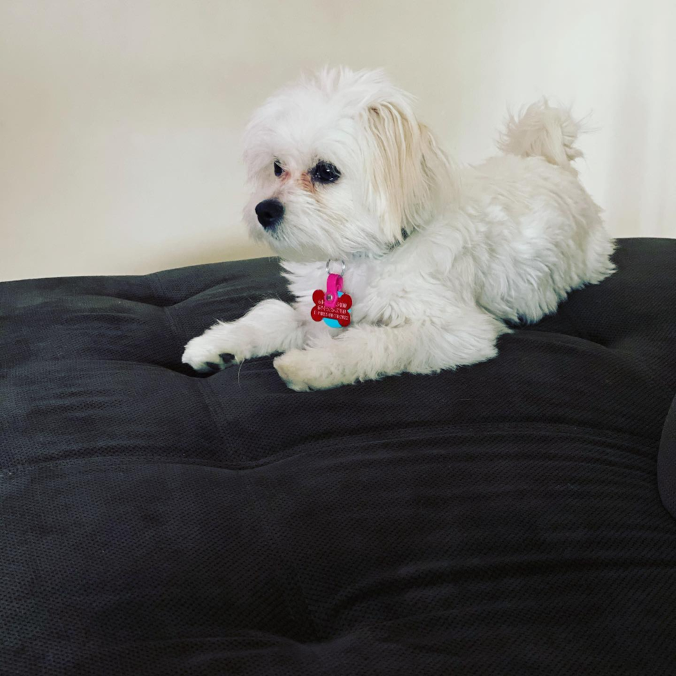 Happy Teddy Bear Pup