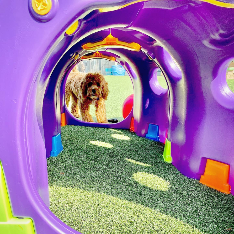 Adorable Cavoodle Poodle Mix Pup