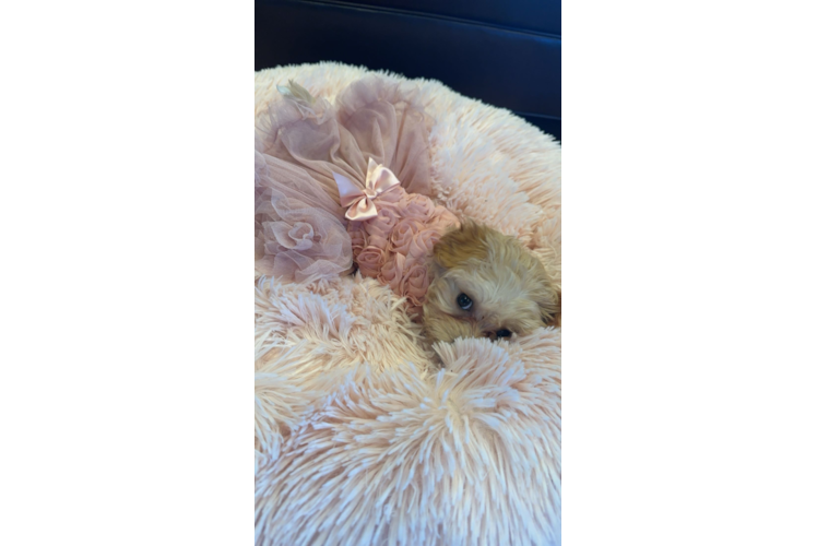 Funny Maltipoo Poodle Mix Pup