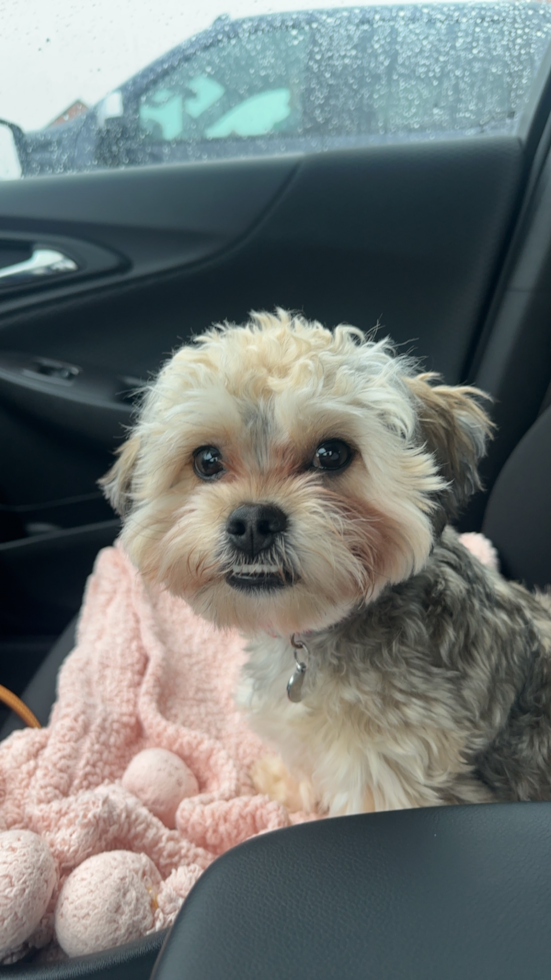 Sweet Teddy Bear Pup in