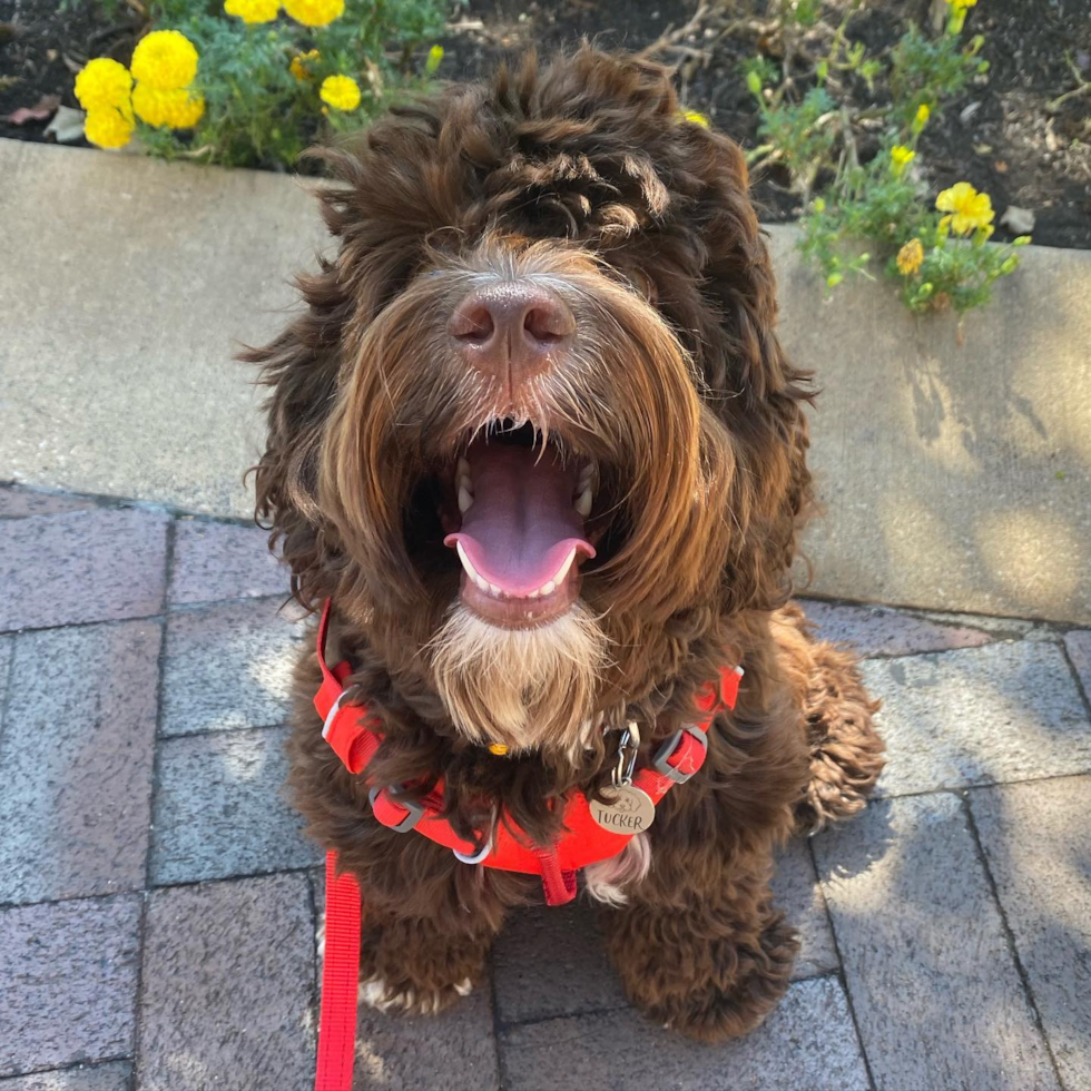 Hypoallergenic Cockerpoo Poodle Mix Pup