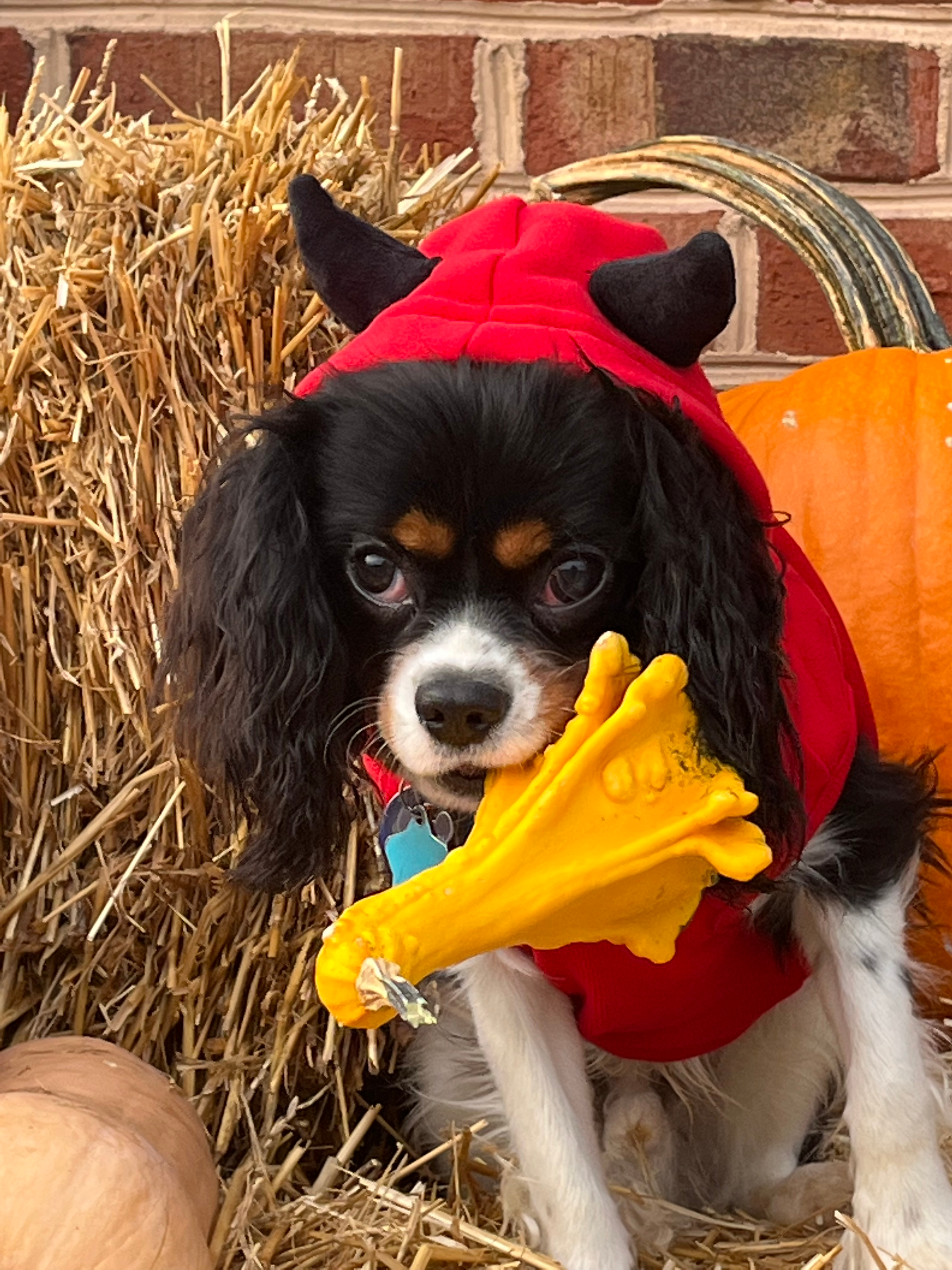 Cavalier King Charles Spaniel Puppy for Adoption