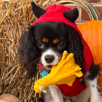 Little Cavalier King Charles Spaniel Purebred Pup