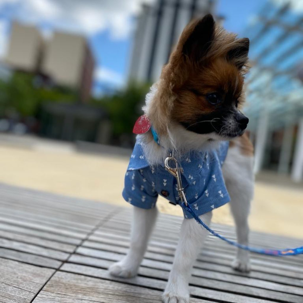 Pomeranian Being Cute