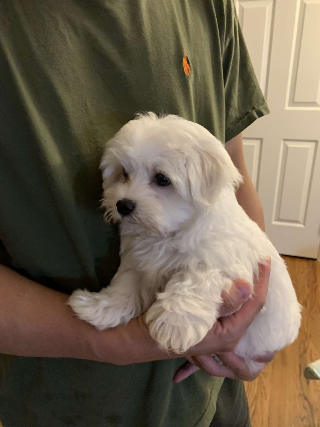 Fluffy Maltese Purebred Puppy
