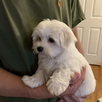 Hypoallergenic Maltese Pup