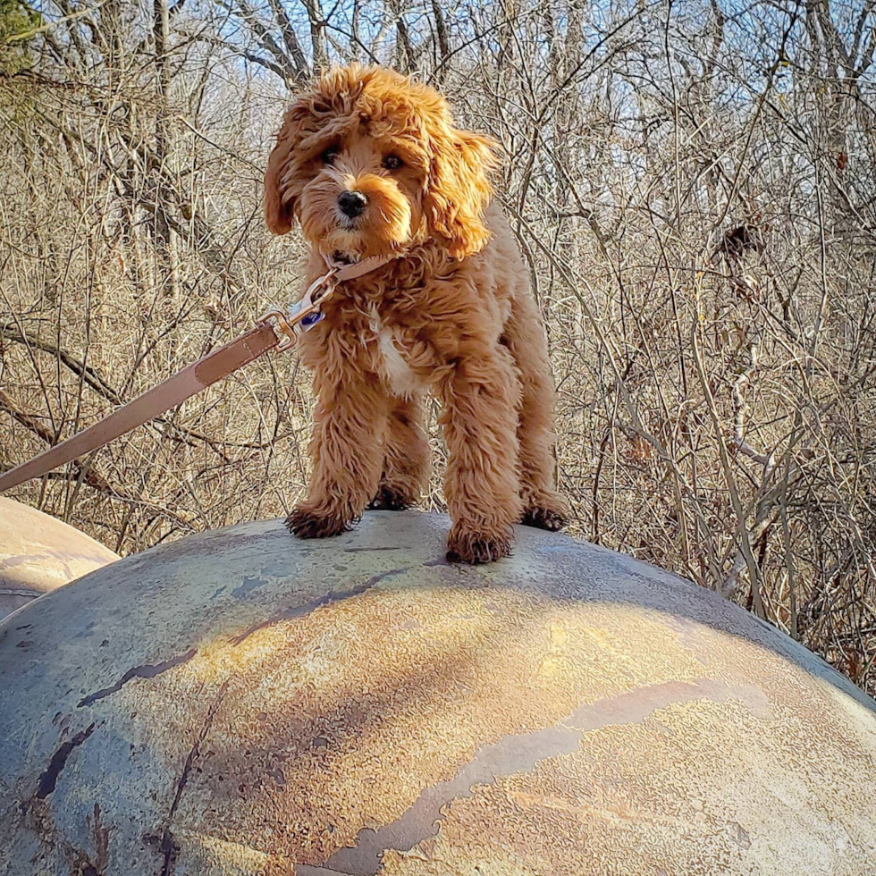 Smart Cavapoo Poodle Mix Pup