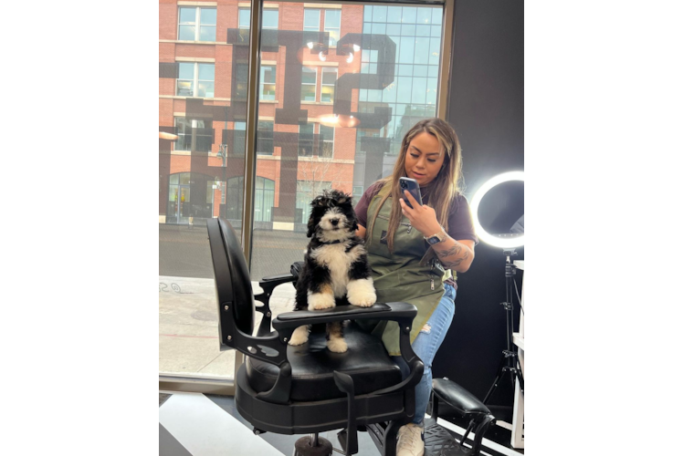 Mini Bernedoodle Puppy for Adoption