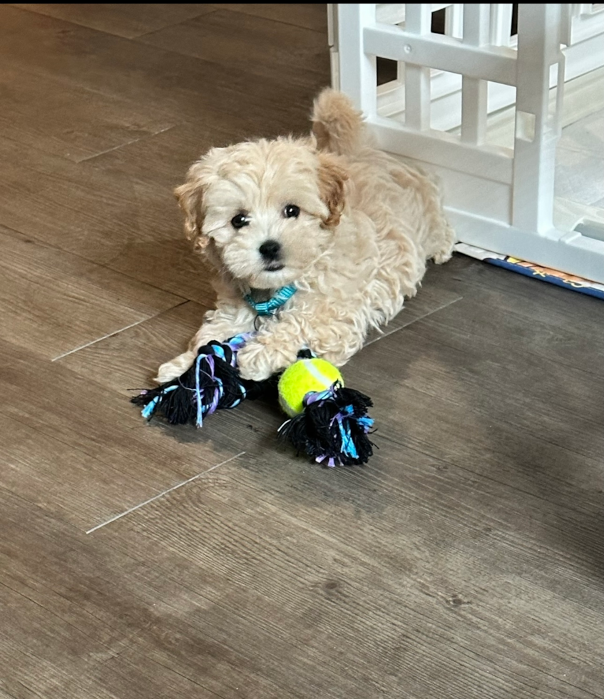 Friendly Maltipoo Pup