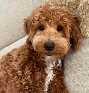 Smart Mini Goldendoodle Poodle Mix Pup