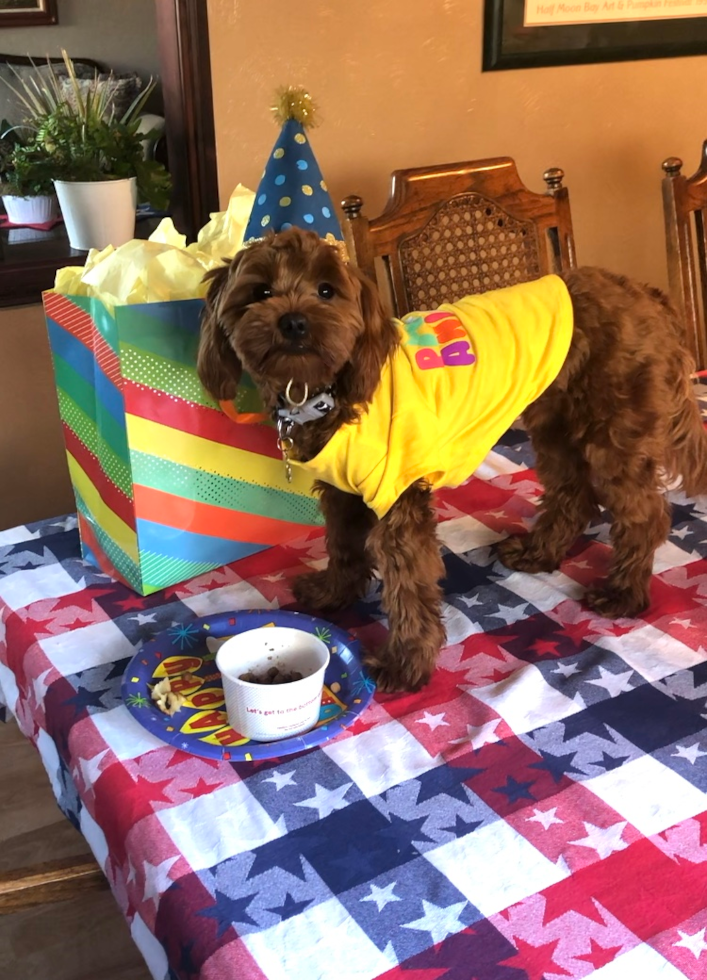 Friendly Cavapoo Pup in