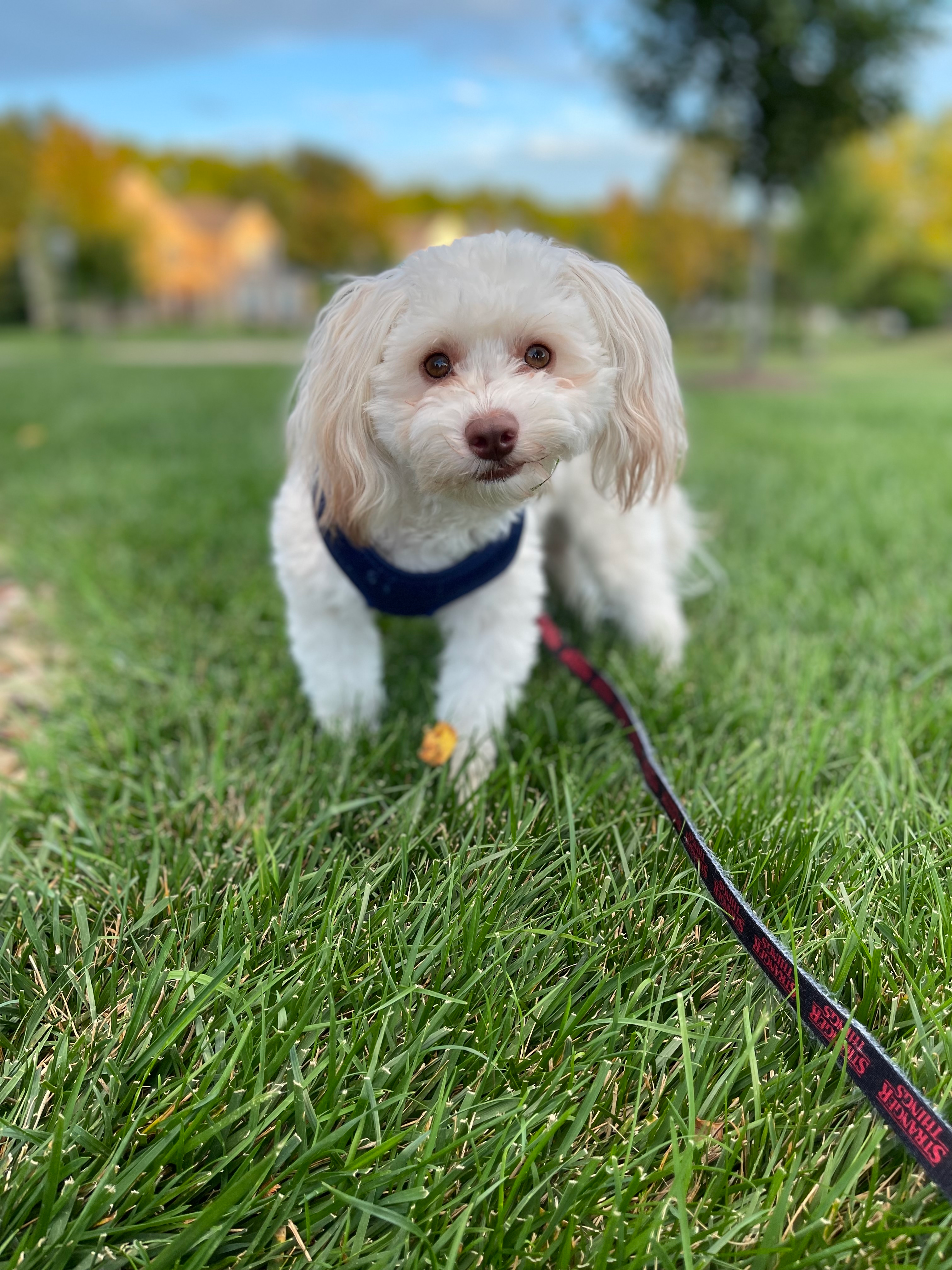 Havanese Pup Being Cute