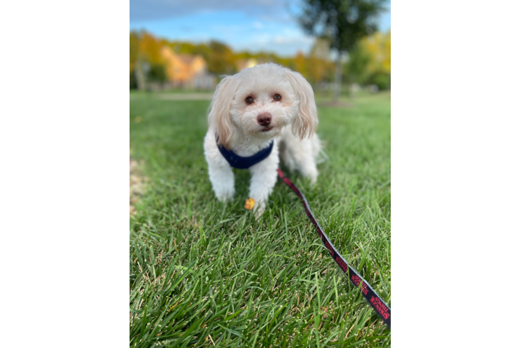 Havanese Pup Being Cute