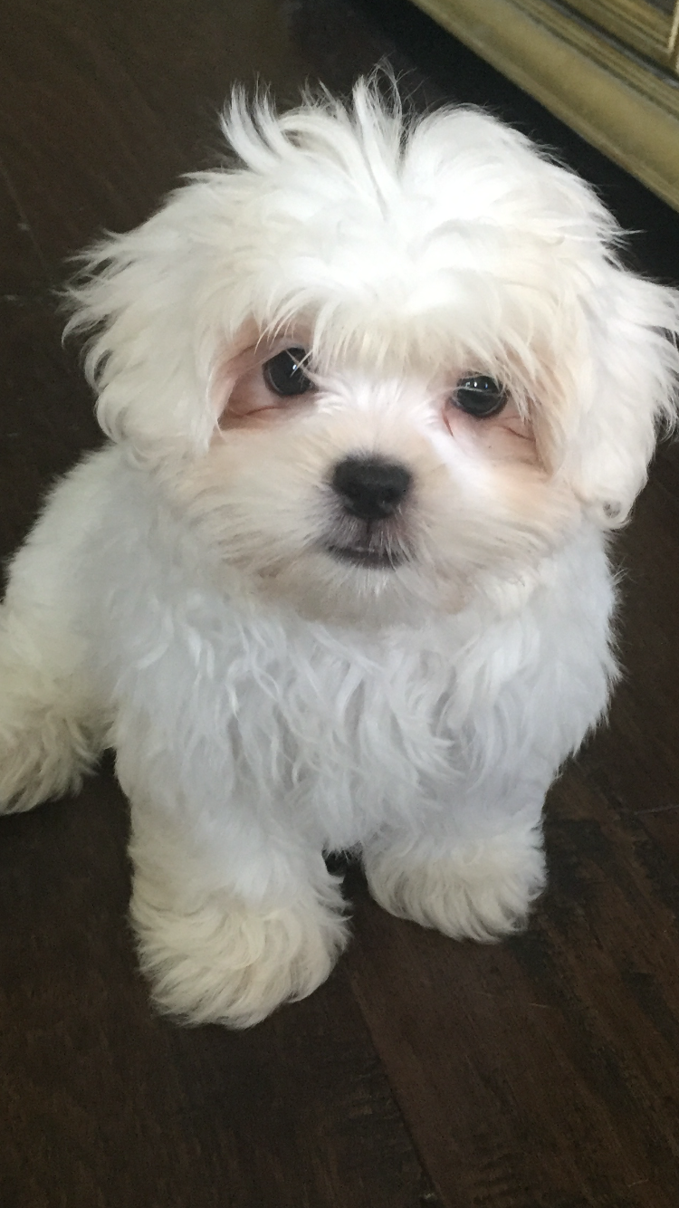 Friendly Teddy Bear Baby