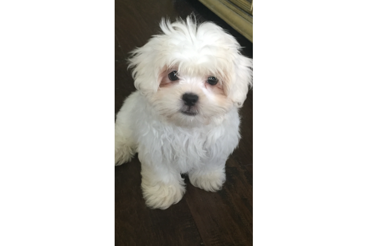 Friendly Teddy Bear Baby