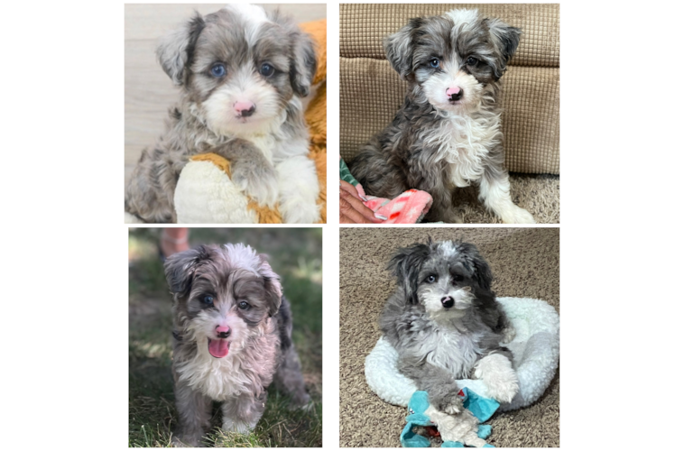 Mini Aussiedoodle Puppy for Adoption