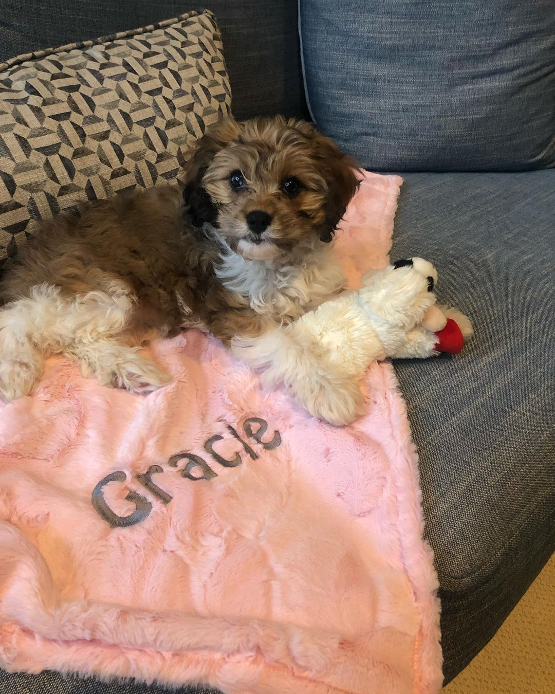 Cavapoo Pup Being Cute