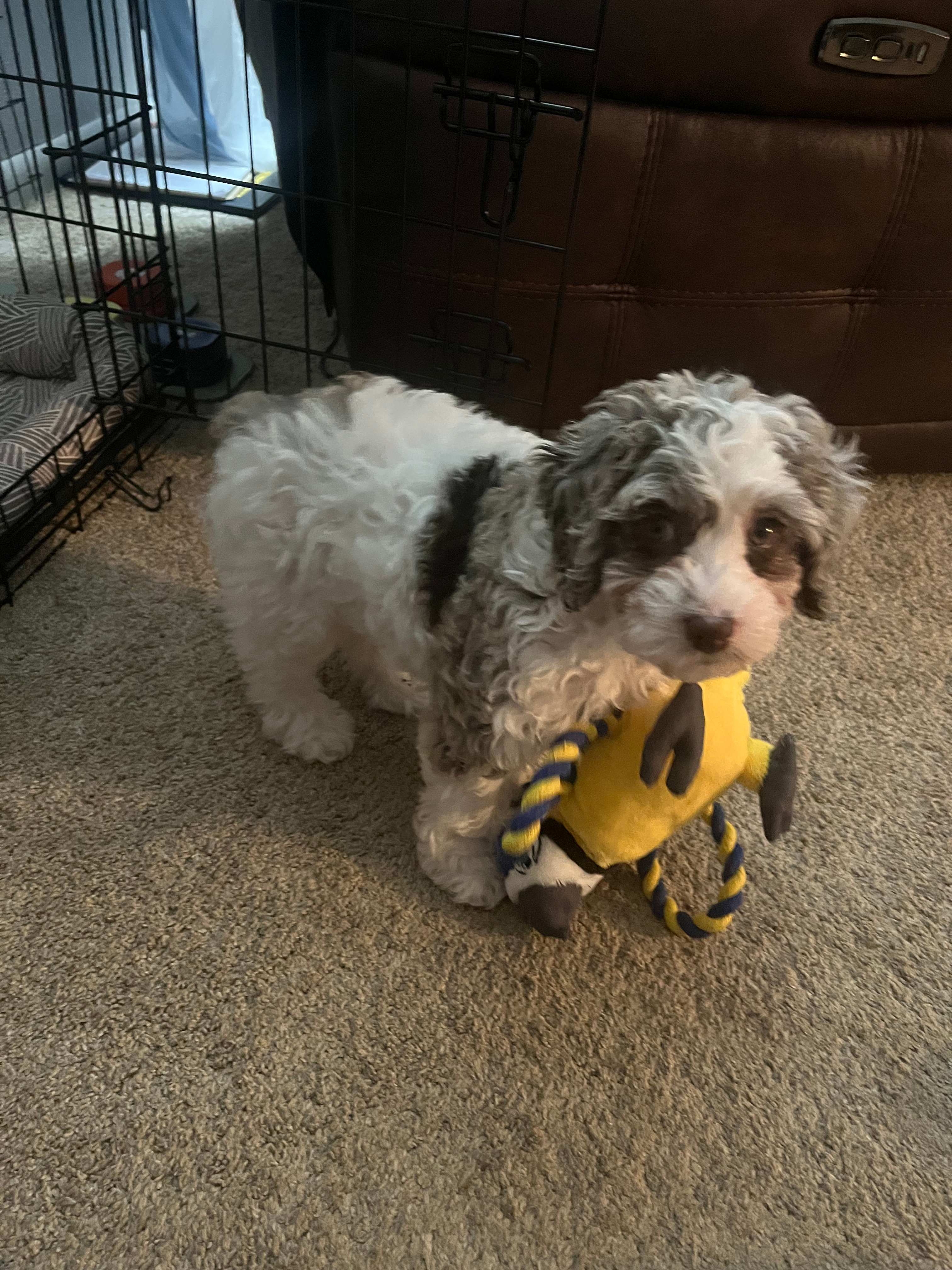 Funny Mini Aussiedoodle Poodle Mix Pup