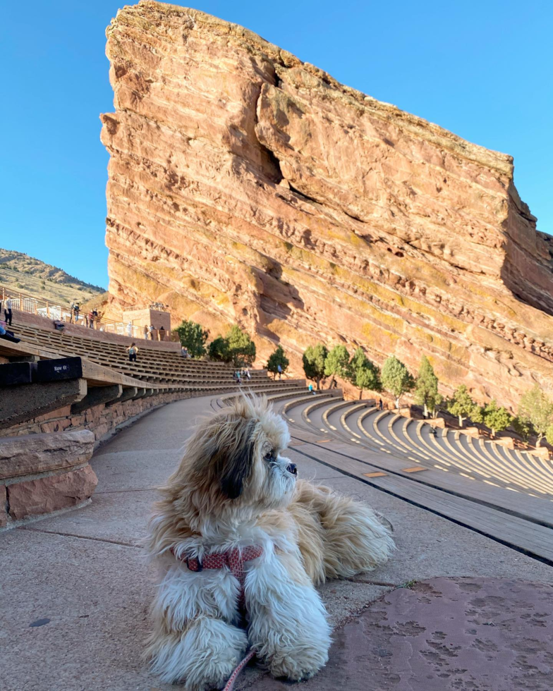 Popular Shih Tzu Purebred Pup
