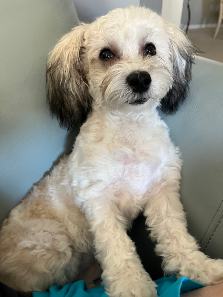 Playful Havanese Designer Pup