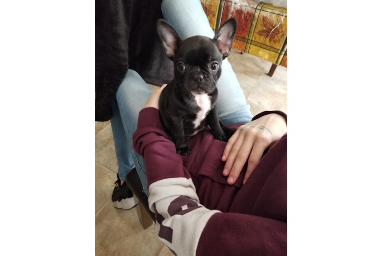 Best French Bulldog Baby