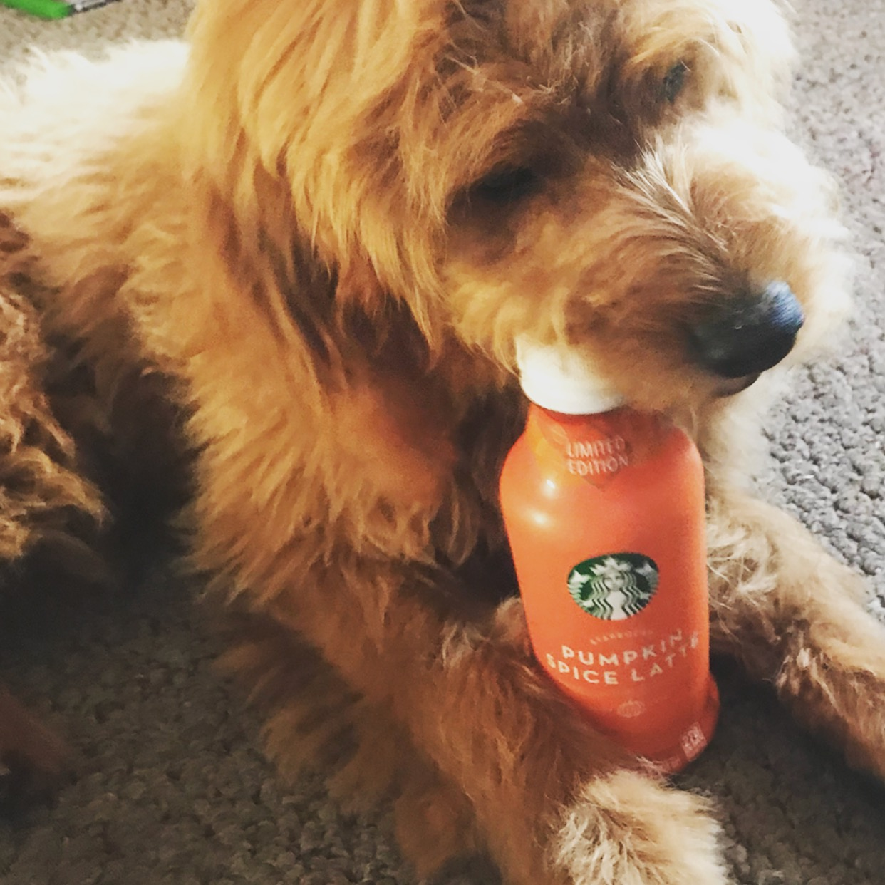 Best Mini Goldendoodle Baby