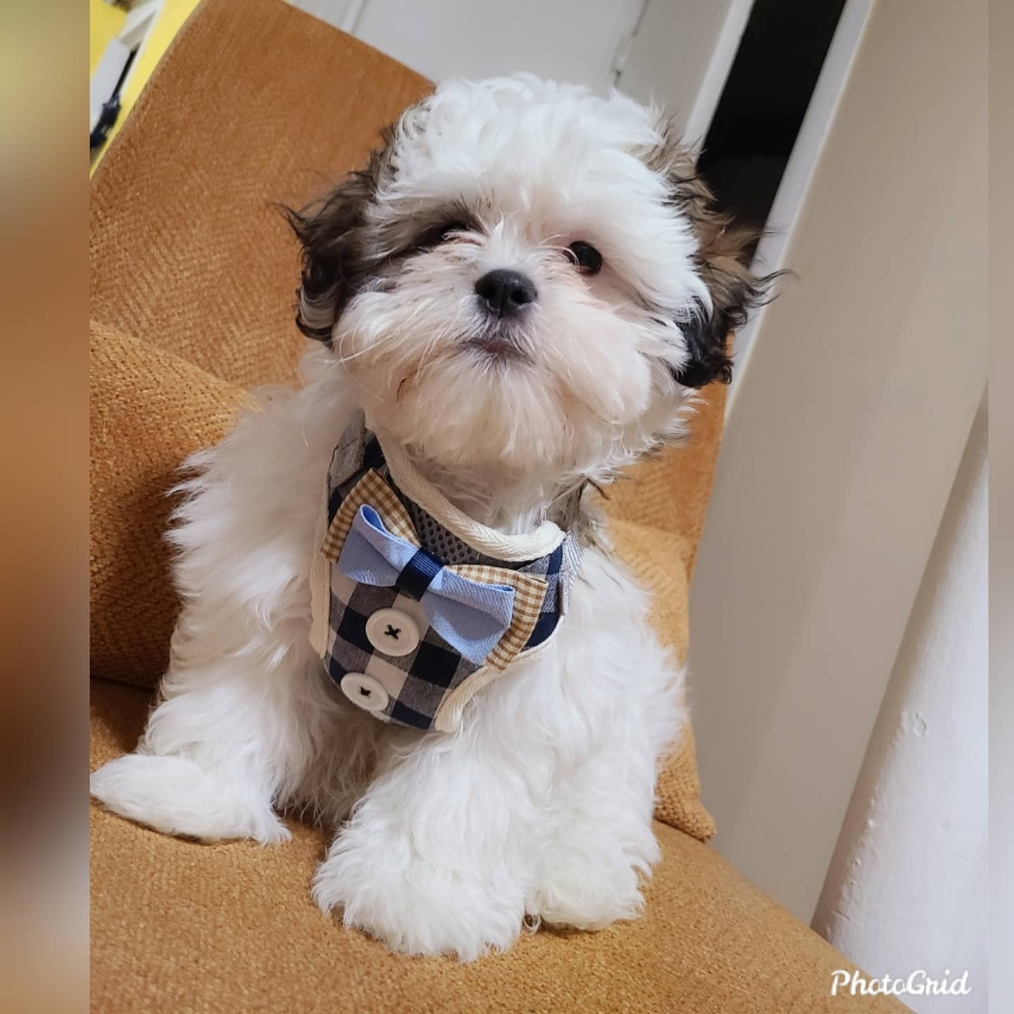 Teddy Bear Puppy for Adoption