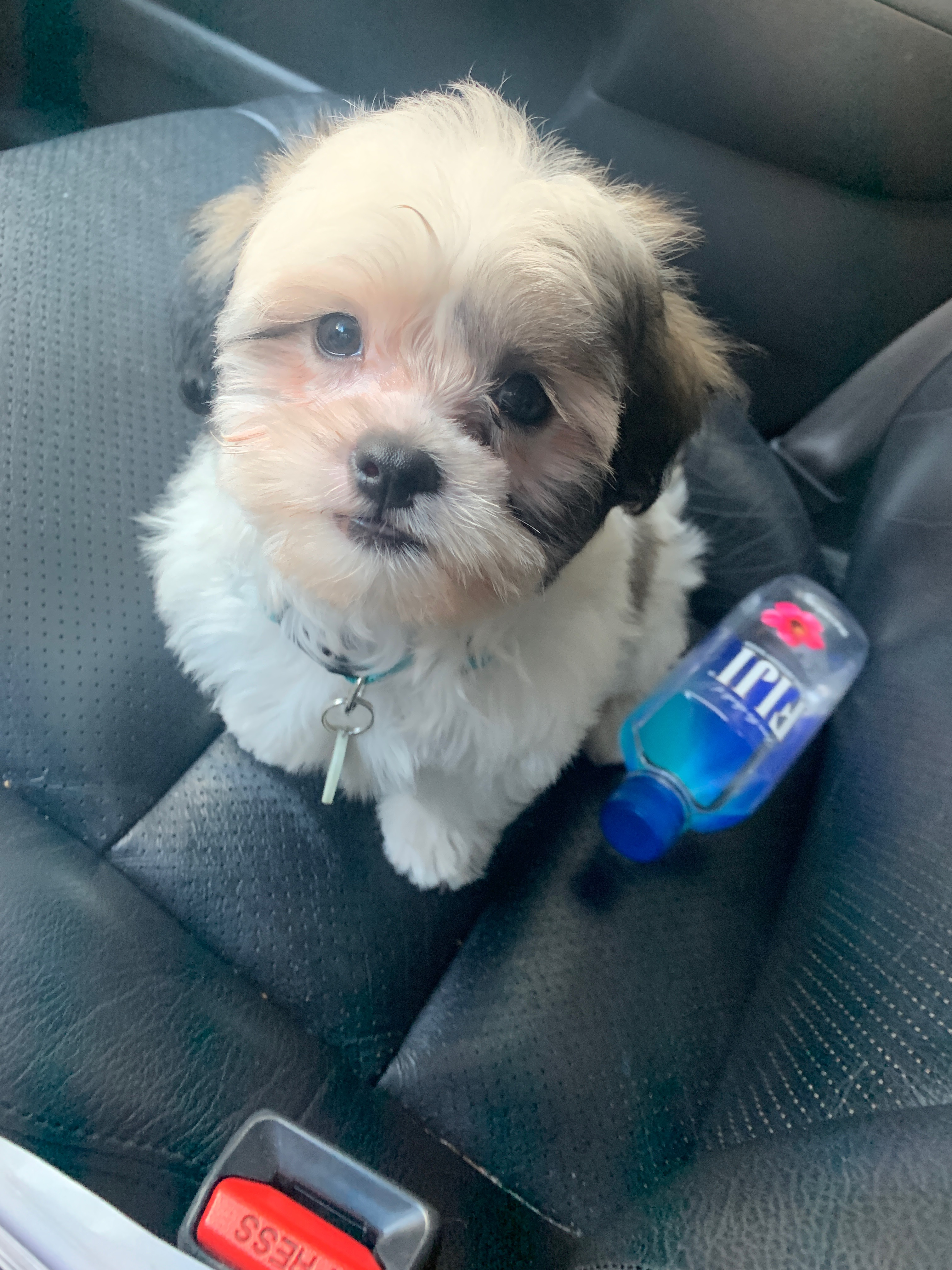 Teddy Bear Pup Being Cute