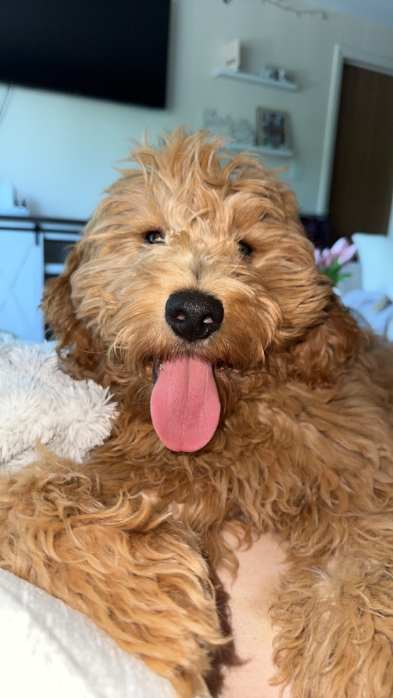 Smart Mini Goldendoodle Poodle Mix Pup