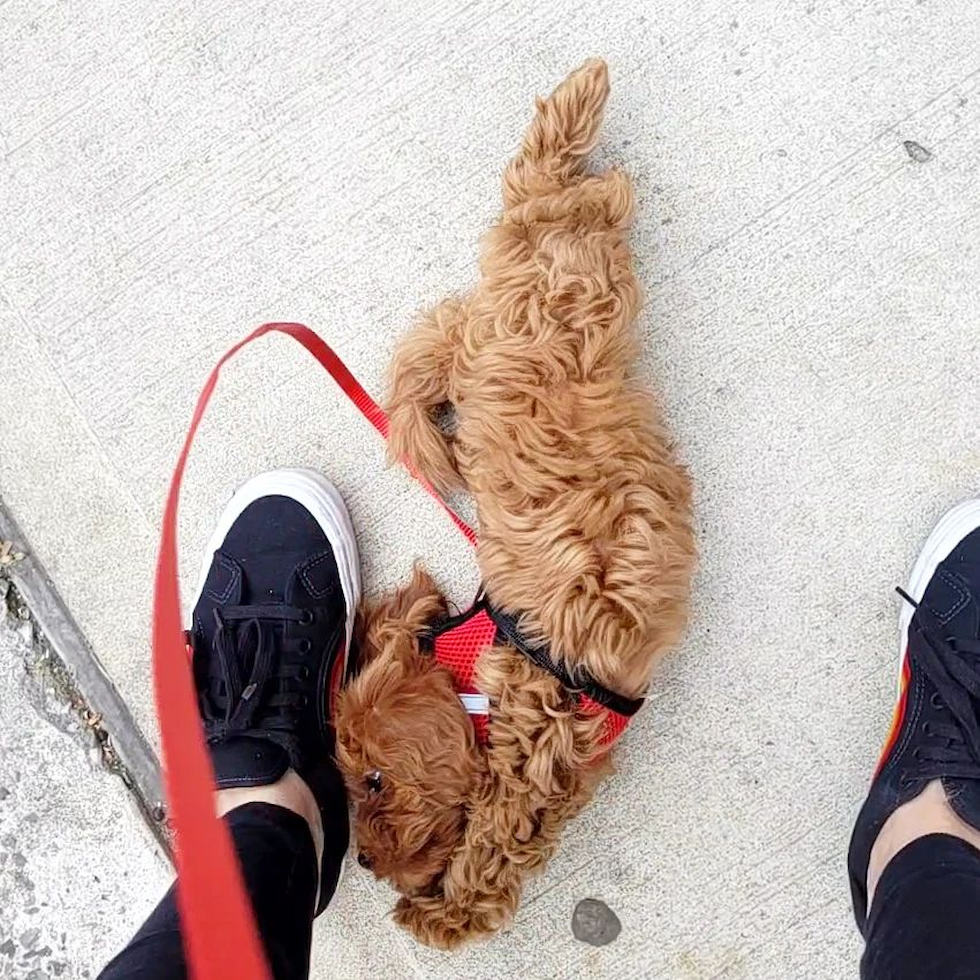 Brooklyn Cavapoo Pup