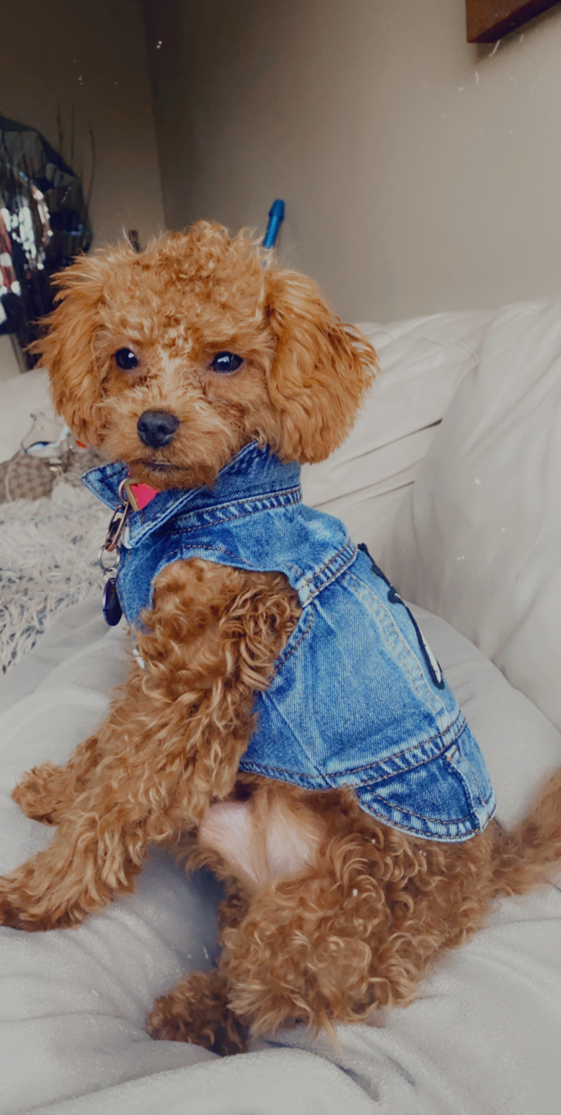 Cavapoo Puppy for Adoption