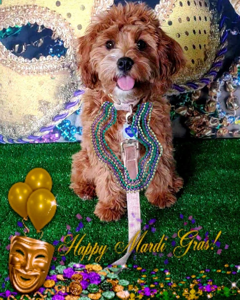 Little Cavoodle Poodle Mix Pup