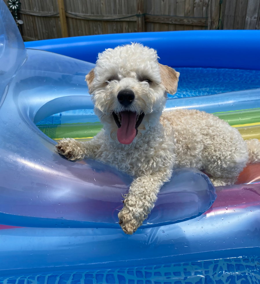Friendly Poochon Pup in