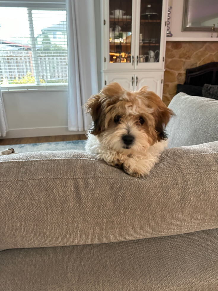 Teddy Bear Being Cute