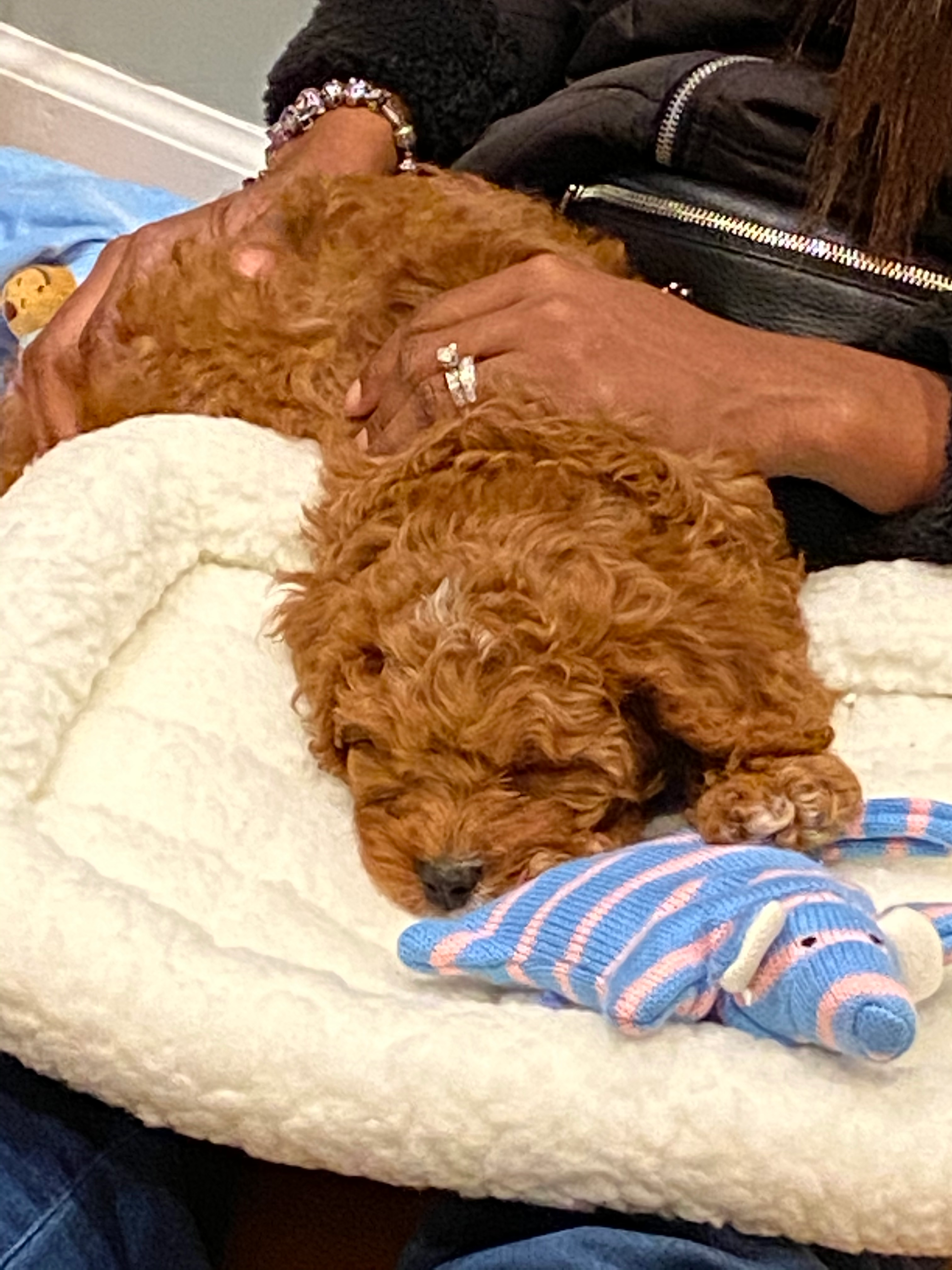 Small Cavapoo Baby