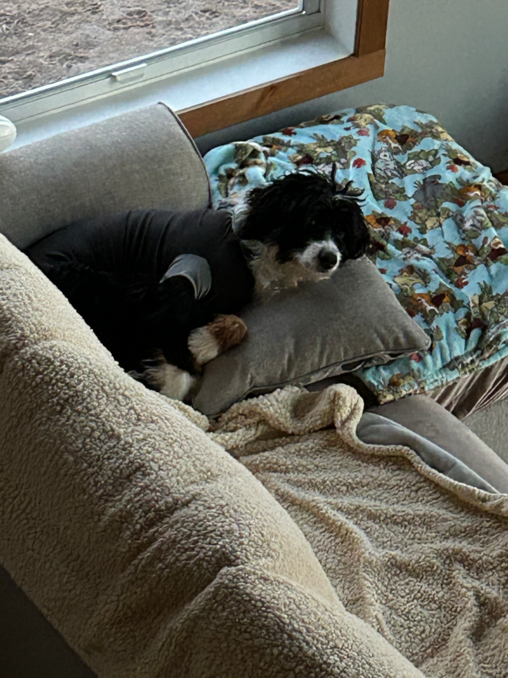Sweet Mini Bernedoodle Pup