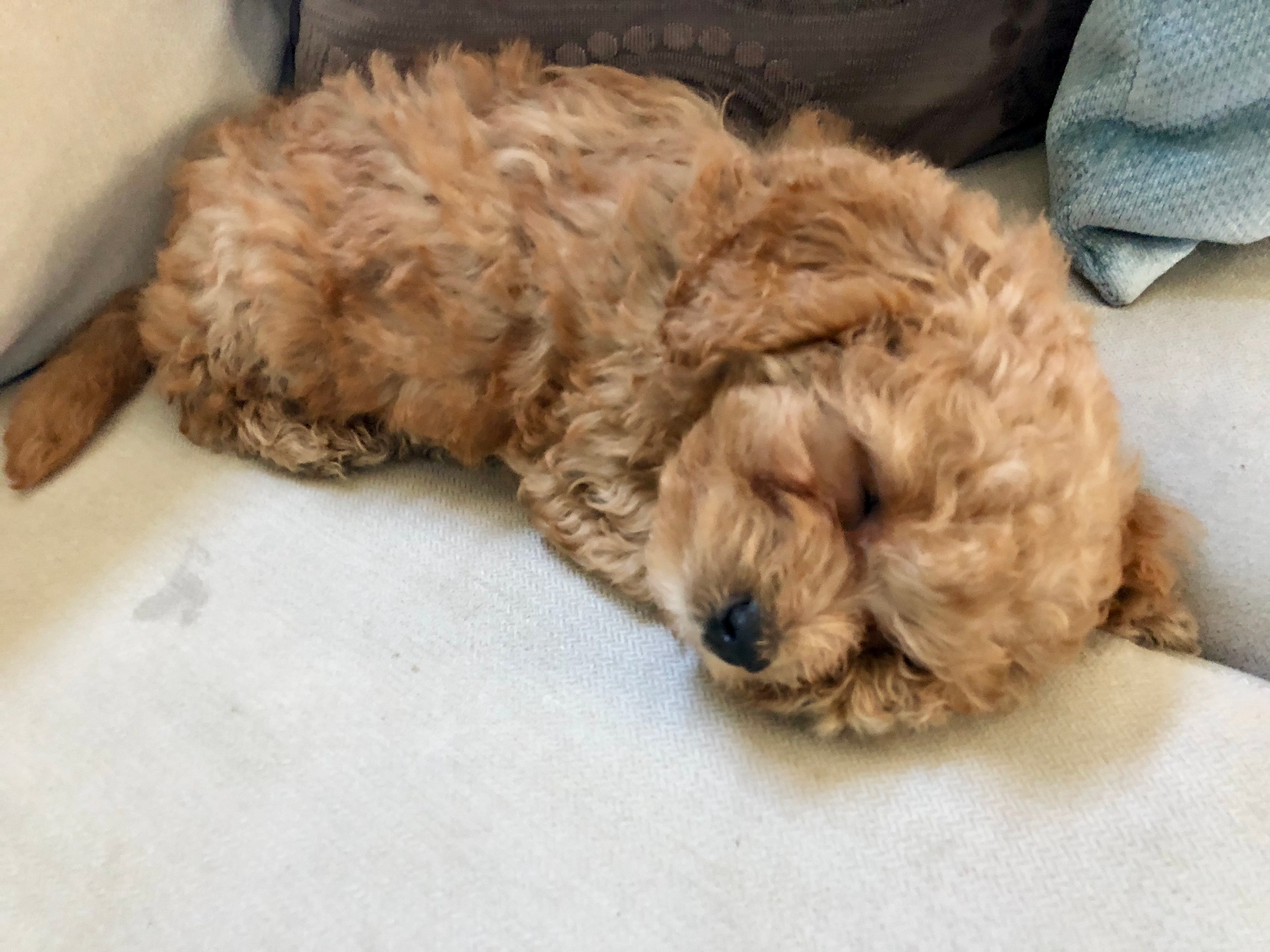 Adorable Cavoodle Poodle Mix Puppy