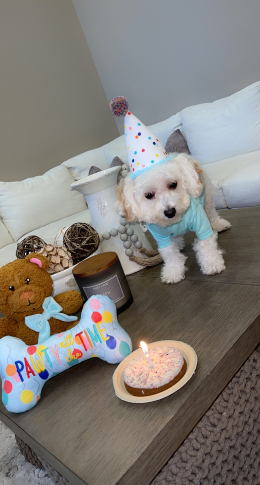 Small Poochon Pup in Rochester Hills MI