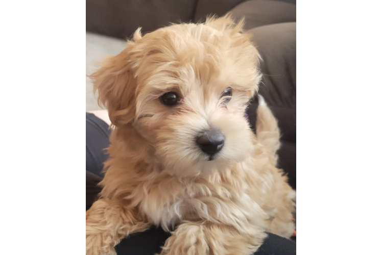 Maltipoo Pup Being Cute