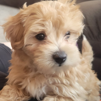 Hypoallergenic Maltepoo Poodle Mix Pup